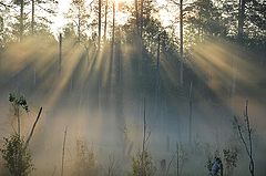 фото "В лучах рассвета."