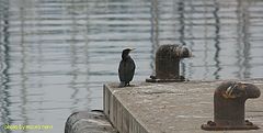 фото "alone  in the port"