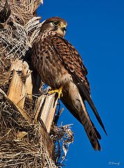 фото "Falcon"