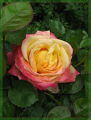 photo "***"