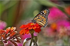фото "Monarch On Throne"