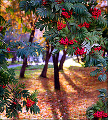 фото "накануне осени-3"