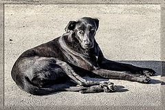 photo "***"