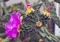 photo "Cactus in bloom"