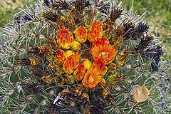 фото "Barrel cactus in bloom"