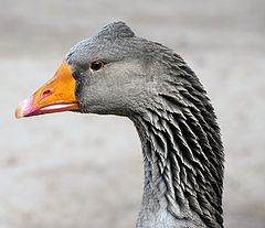 photo "Tufted Gander on Guard Duty"