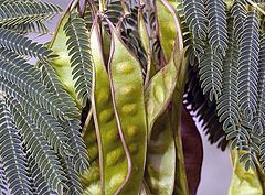 photo "Mimosa Tree Seed Pods"