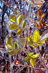 photo "Winter jewel"