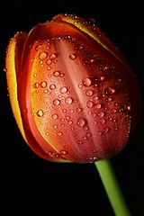 photo "***"