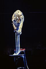 photo "a confident gait"