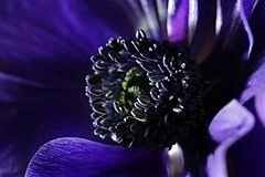 photo "***"