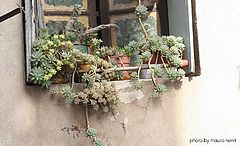 фото "little window"