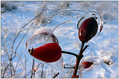 photo "Ice drops"