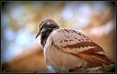 photo "A song in winter"