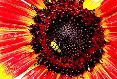 фото "Red Sunflower with Green Beetle"