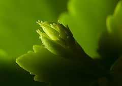 фото "Рождение"