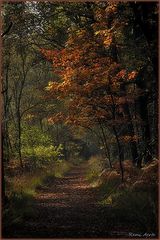 photo "***"