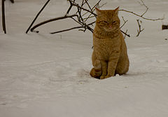 photo "***"