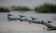 фото "Кто крайний на взлет"