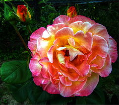 фото "Colored Rose"