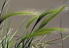 photo "Rio Grande Grasses"