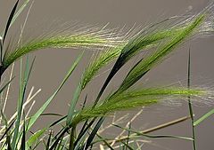 фото "Rio Grande Grasses"