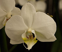 фото "Орхидеи"
