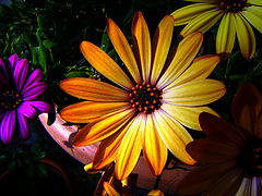 фото "Orange"