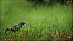 фото "Обыкновенный скворец в обыкновенной траве"