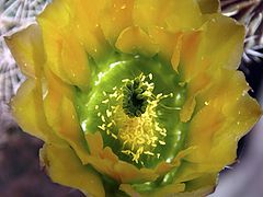 photo "Cactus Flower"