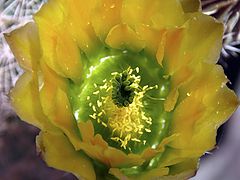 фото "Cactus Flower"