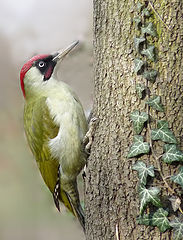 фото "Picus viridis"