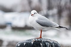 photo "Seagull"