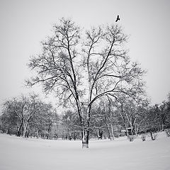 photo "The tree"