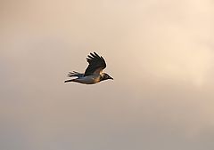 фото "Evening Crowe"