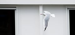 photo "Aerodynamics"