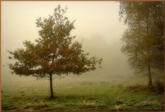 photo "***"