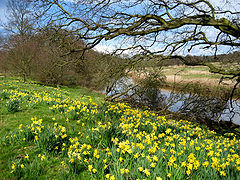 photo "Spring"