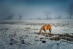 photo "***"