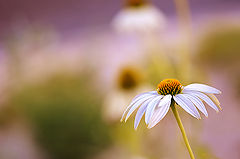 photo "***"