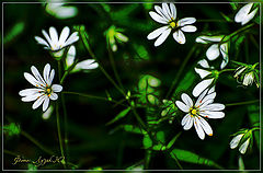 photo "***"