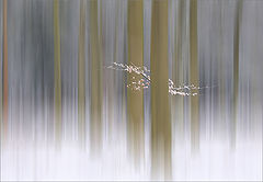 фото "Wintermorning"