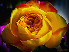 фото "Blushing Rose"