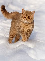 photo "кот"