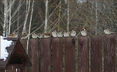 photo "Harmonious choir"