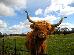 photo "A Cow"