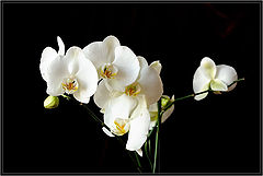 photo "Orchids for wife"