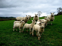 photo "Sheep"
