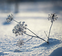 photo "Winter Flowers"