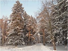 фото "Дорога к дому"